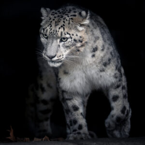 Panthère : la mère