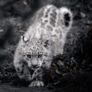 Panthère : le bébé